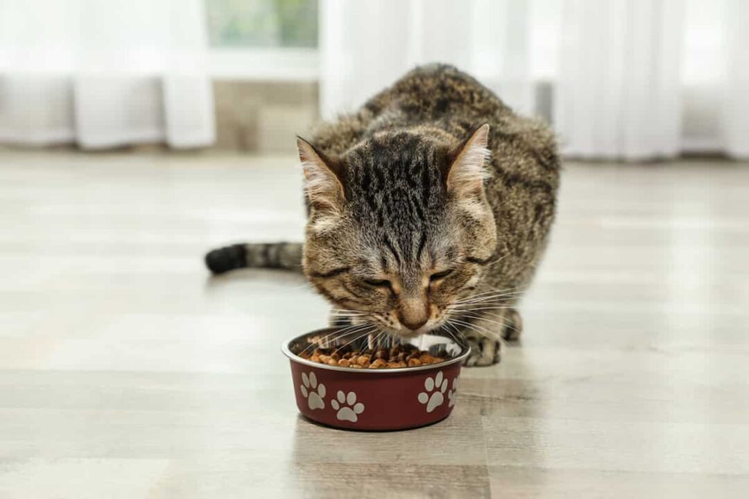 Cat eating from a bowl