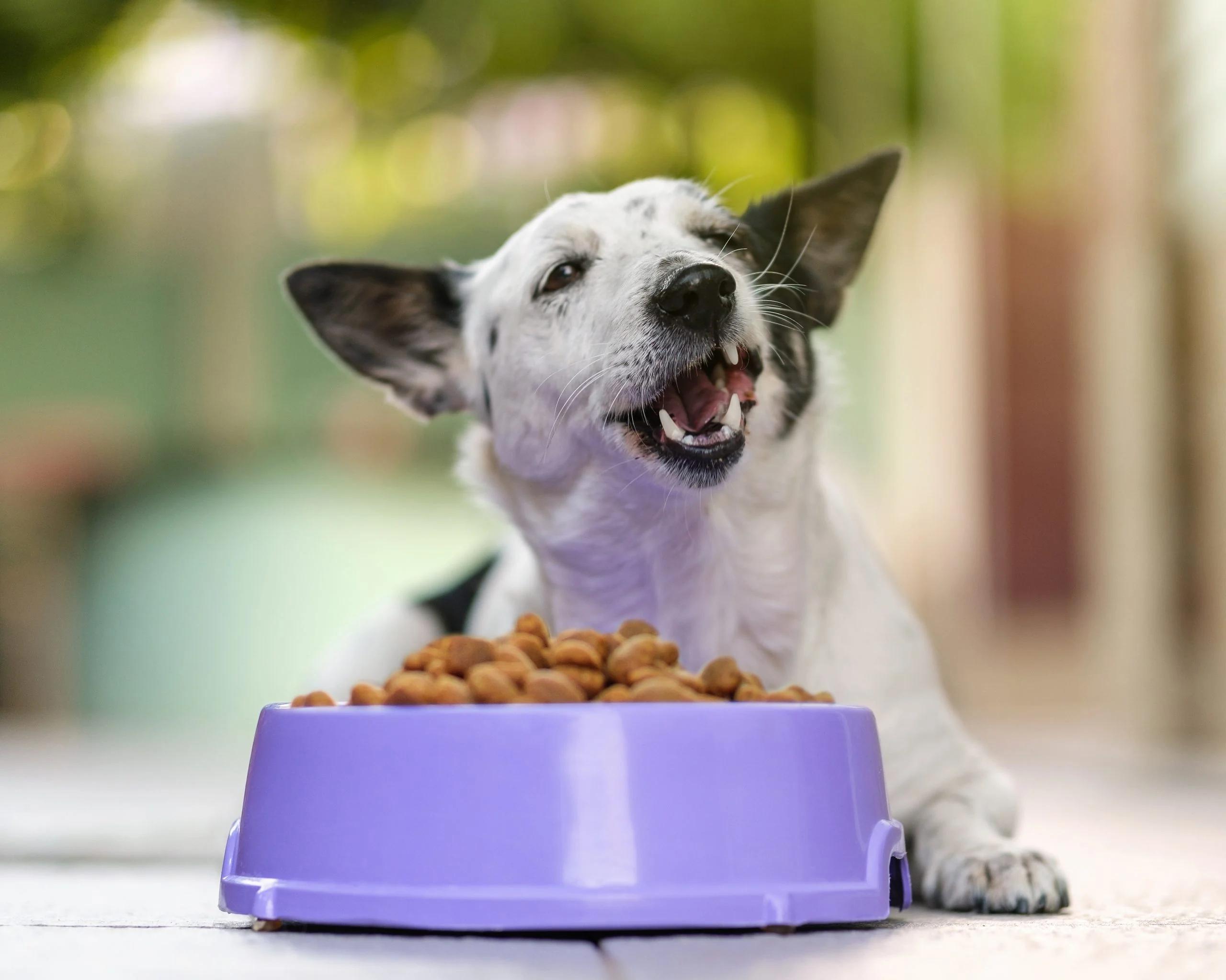 Dog eating kibble from a bowl